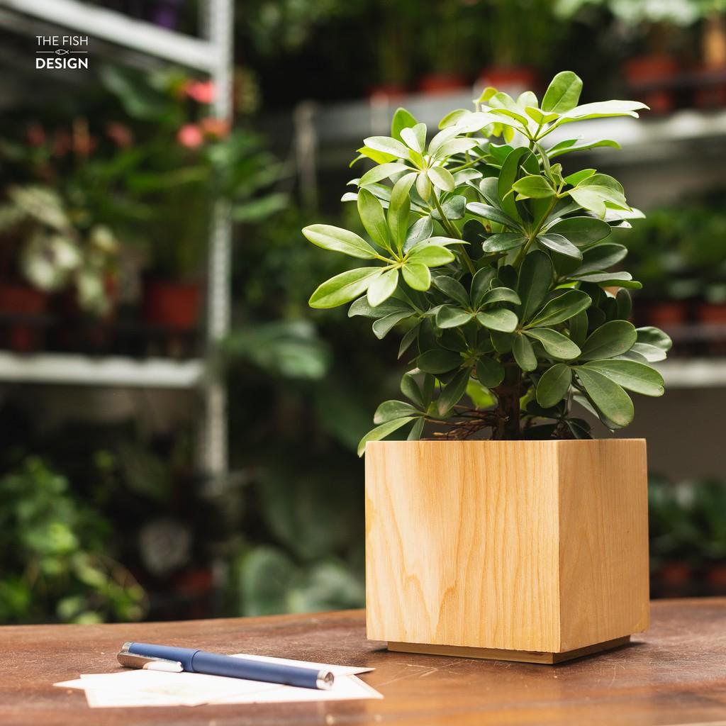 Chậu cây ngũ gia bì giúp ổn định tài vận, giữ được tiền tài, có tác dụng đuổi muỗi, hợp với người mệnh Mộc | size L | The Fish Design