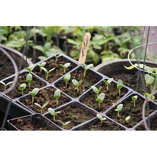 Hạt Giống Dưa Leo F1 SIêu Năng Suất Qủa To, Giòn Ngọt - Phú Nông Seeds - Shop Phân Bón và Hạt Giống