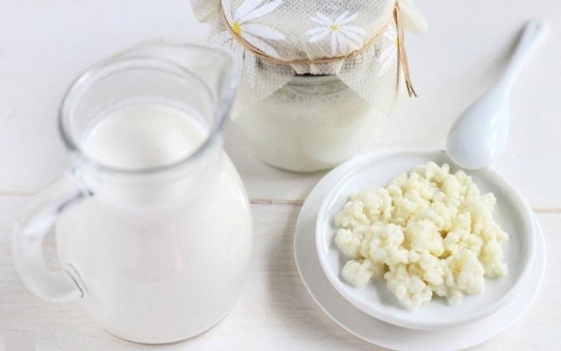Men làm sữa chua Kefir - Vegan - Probiotic (Yogourmet)