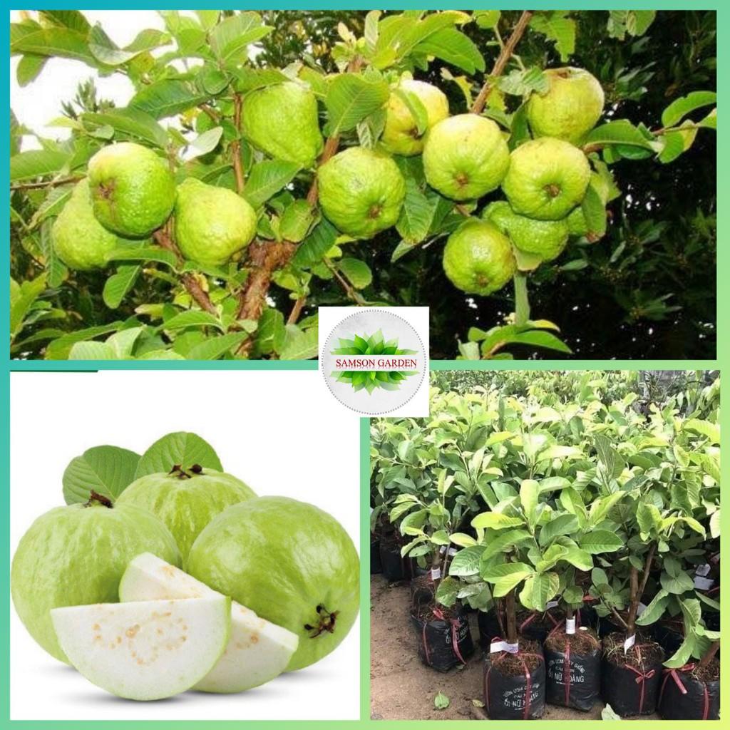 ️ CÂY GIỐNG ️ Cây Giống Ổi Nữ Hoàng Ngon Giòn Ngọt Siêu Trái Trồng Chậu SAMSON GARDEN