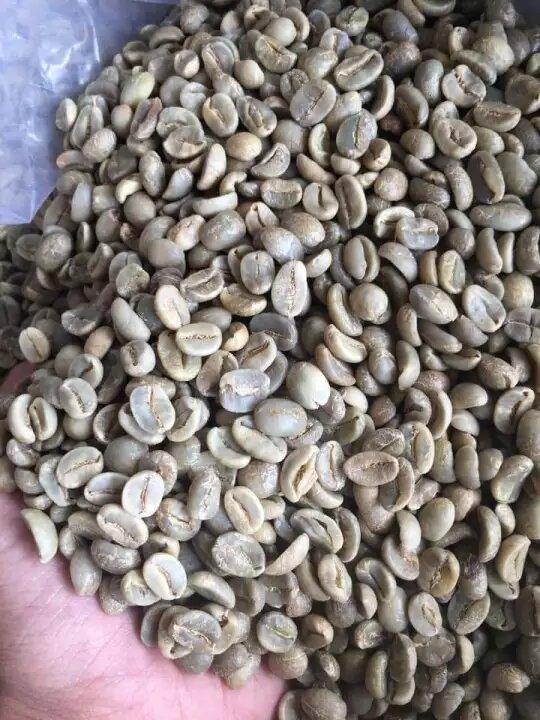 Nhân cà phê arabica cầu đất chất lượng cao (1kg)