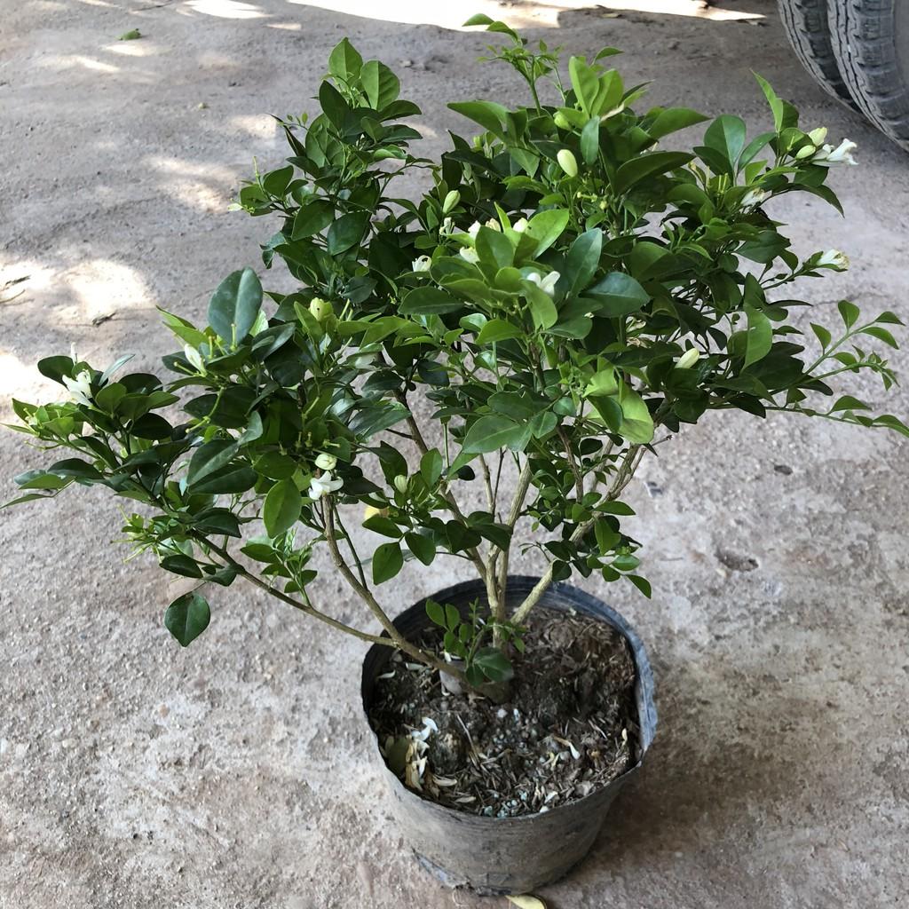 Cây nguyệt quế siêu hoa, chiều cao 25cm hoa nở liên tục bắt mắt dễ dàng chăm sóc, thích hợp trang trí cảnh quan