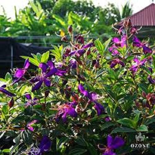 CHẬU HOA MUA TÍM THÁI LAN