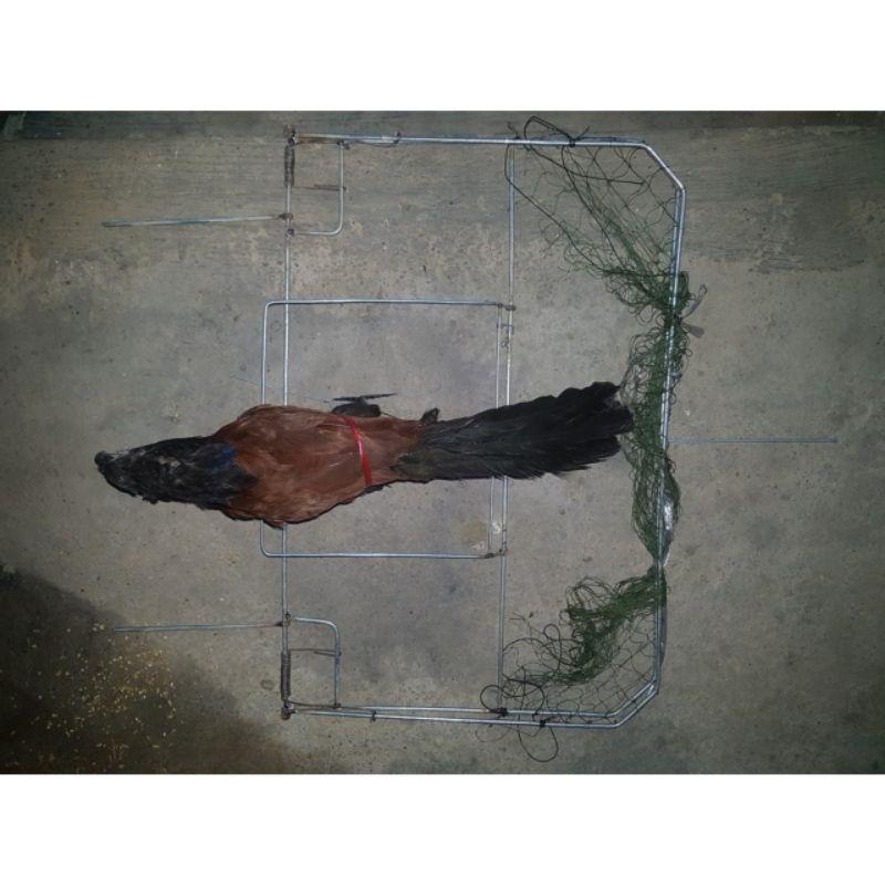 Mẹt Vuông : Bẫy Bịp , Quốc .Chiều rộng 67cm - chiều dài 80cm  Đánh Địa Hình Bằng Phẳng