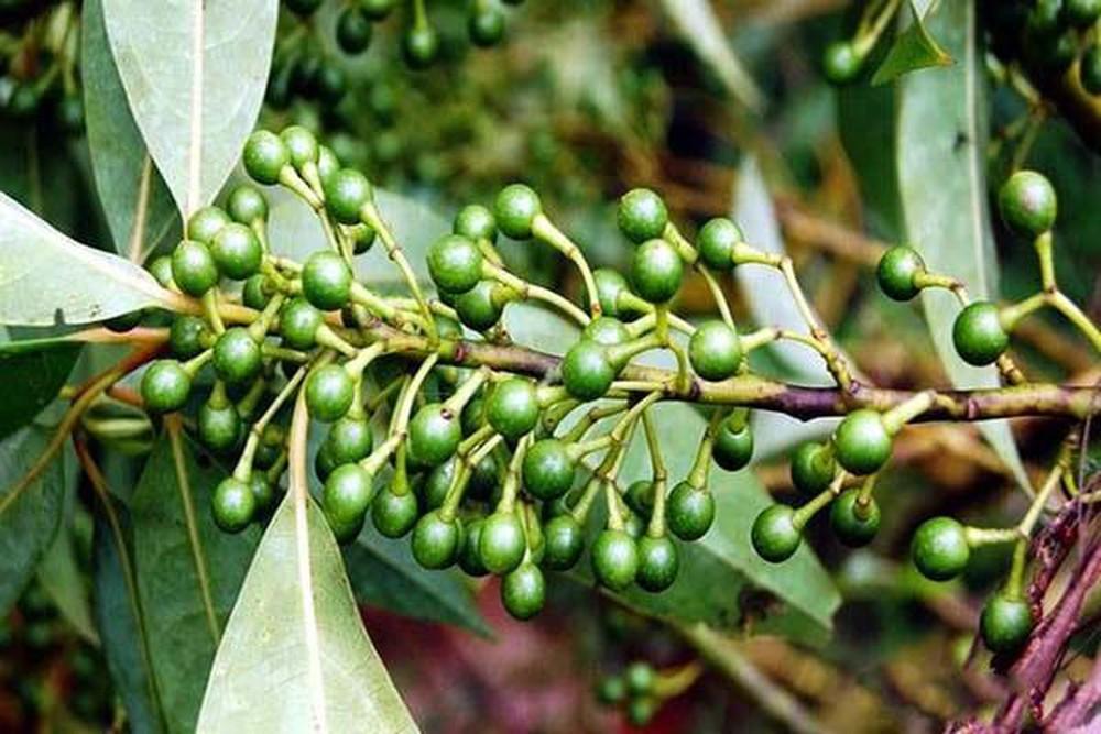 Cây long não, cây long não giống, giống cây long não có mùi thơm dịu nhiều công dụng, số lượng 2 cây, cao trên 1m