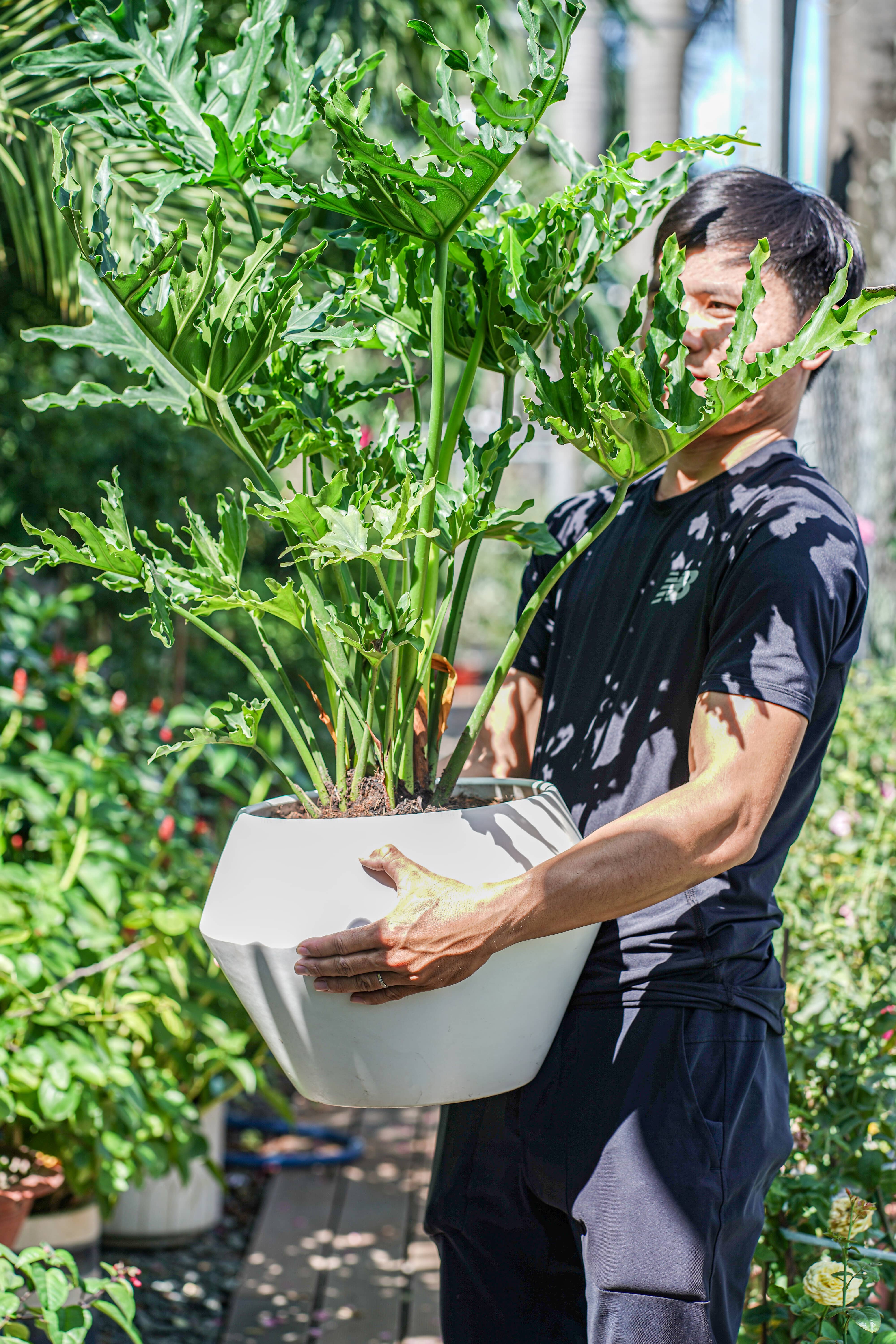 Trầu Bà Thanh Xuân - Cỡ Cây Trung Bình