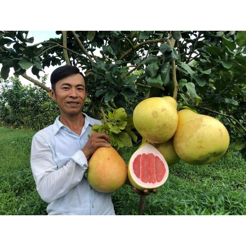 Cây giống bưởi tam hồng siêu sớm