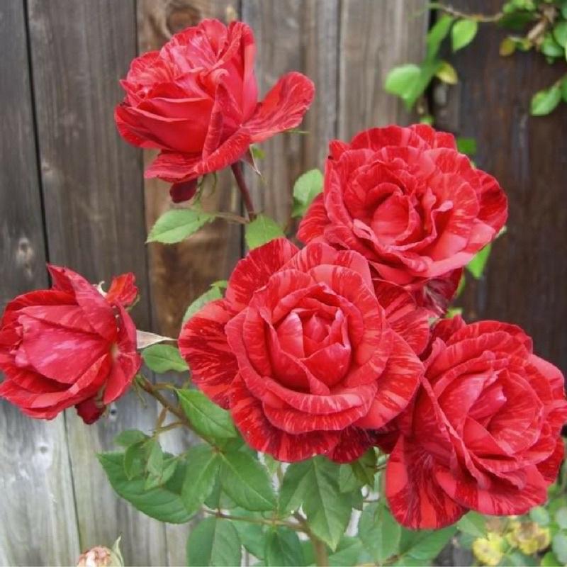Hoa hồng ngoại Red Intition nguyên bản