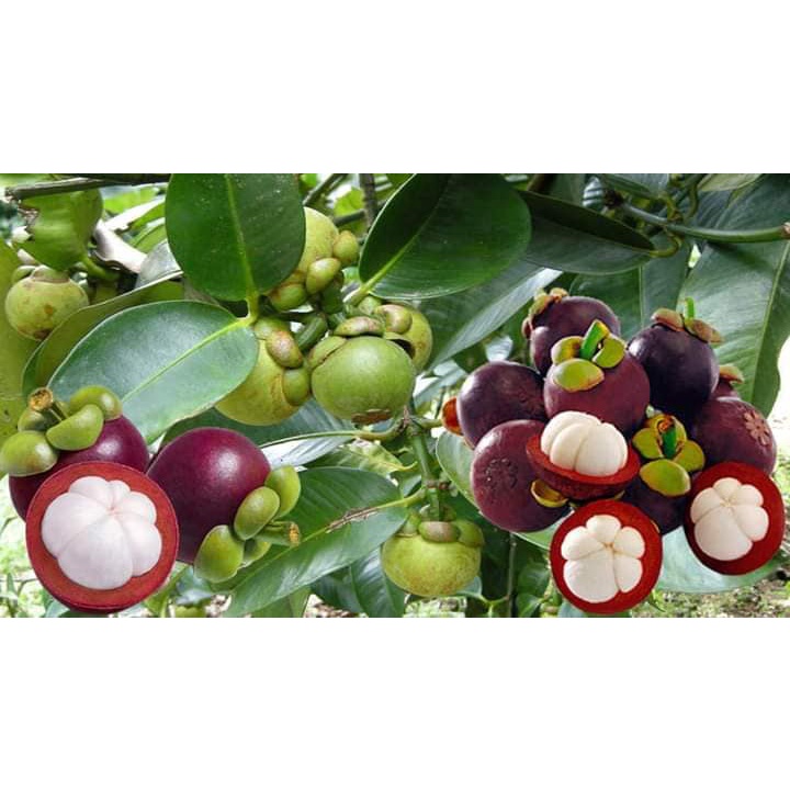 Cây măng cụt thái