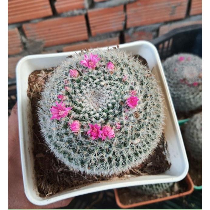 Hạt giống hoa xương rồng bánh sinh nhật - 1 gói 20 hạt-HGNN
