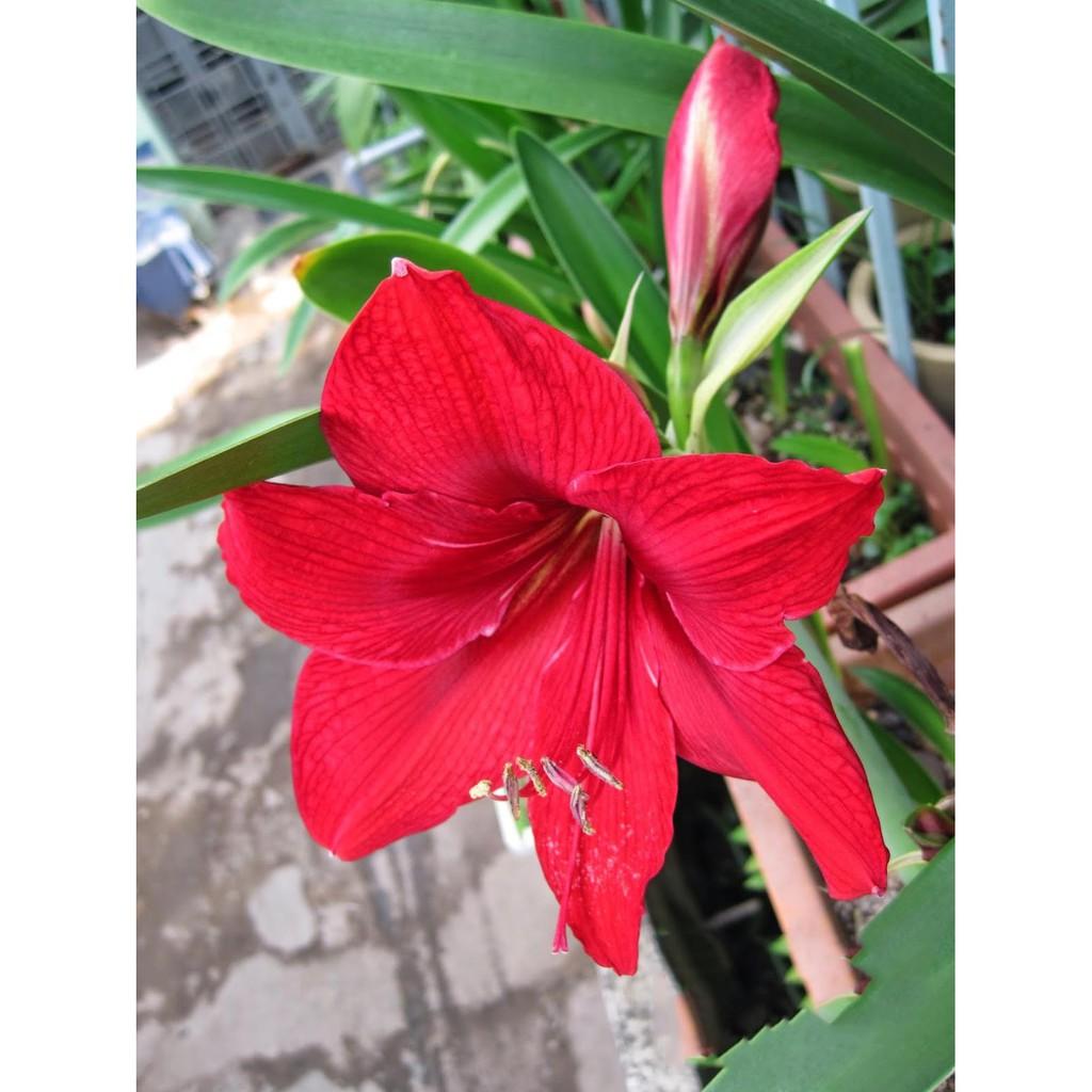 Củ lan giống hoa huệ tây màu đỏ nhung