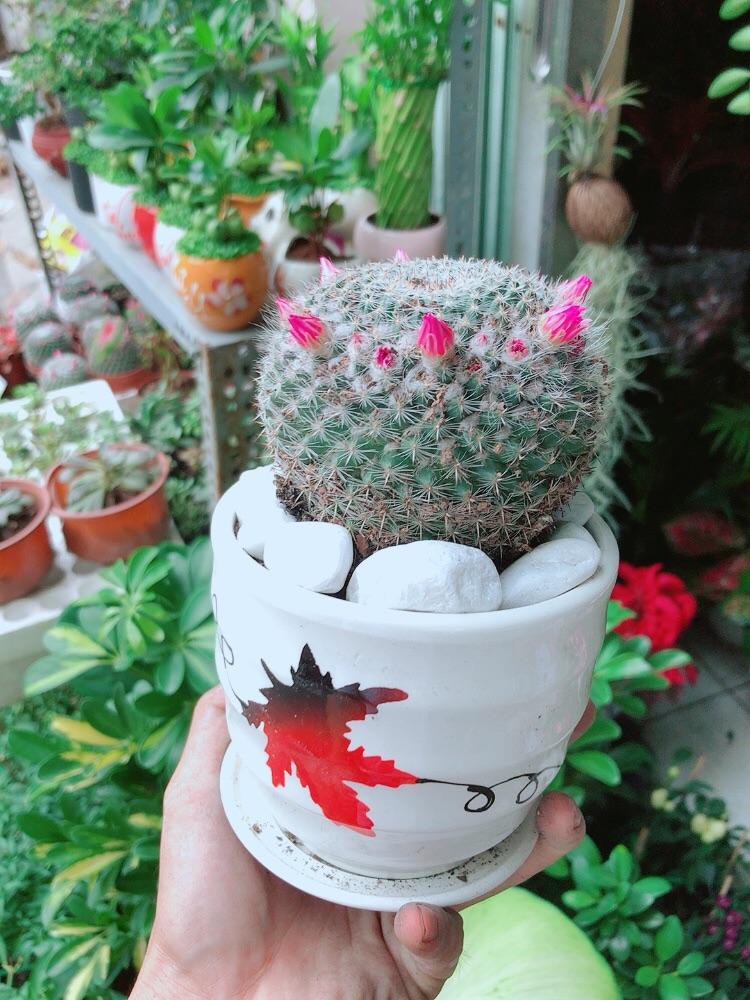 Chậu Xương Rồng Nở Hoa