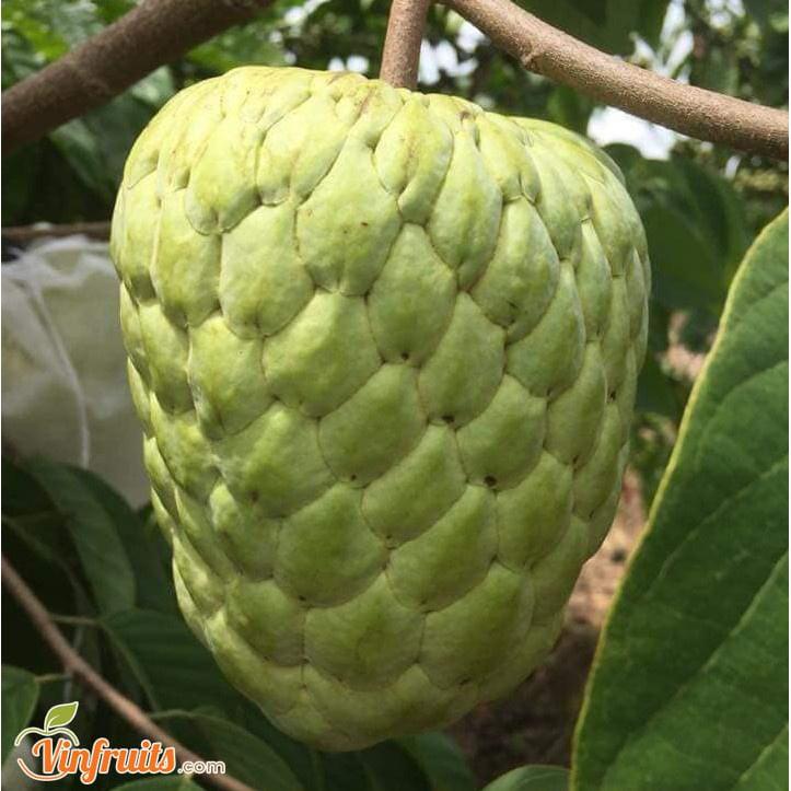Cây giống Na Thái tặng 2 cây chè xanh