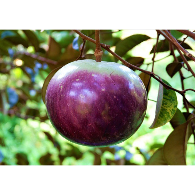 CÂY GIỐNG VÚ SỮA MICA