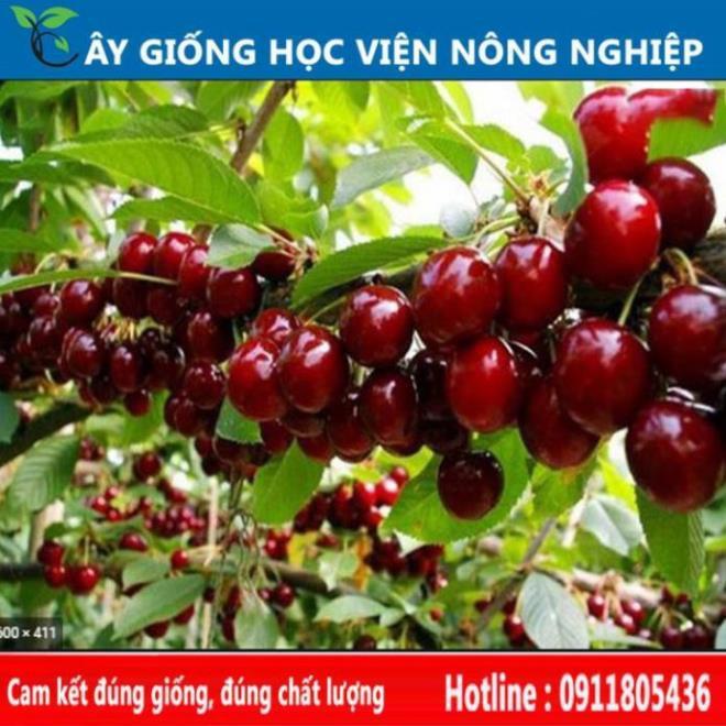 Sản phẩm Cây Ăn Trái cây cherry sai quả ngọt ngon, đẹp