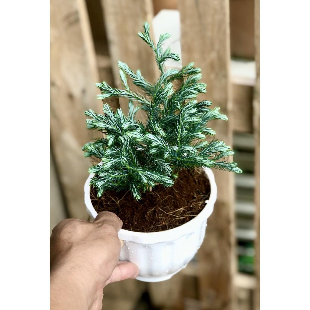 Chậu nhựa cây Tùng Tuyết