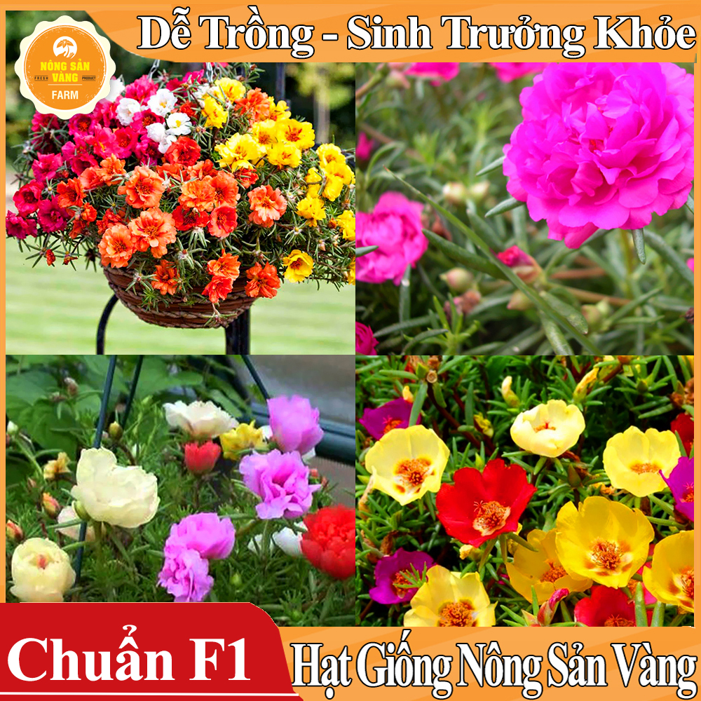 Hạt giống Hoa Mười Giờ Mỹ Nhiều Màu - Nông Sản Vàng