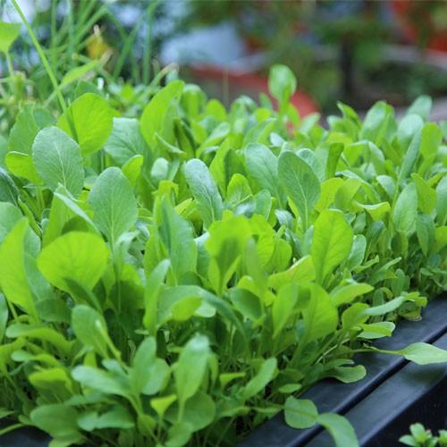 Hạt giống cải ngọt ăn non - 10gram/gói