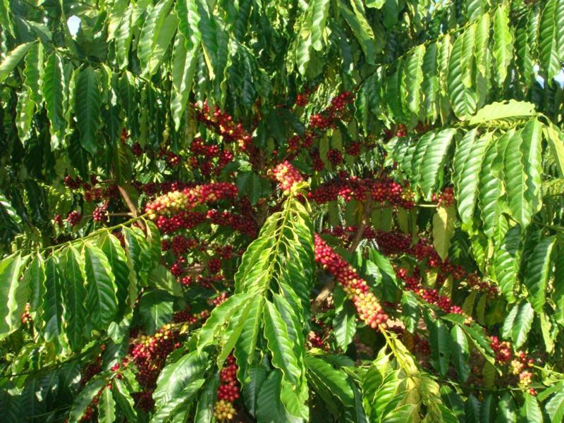 1 KG HẠT GIỐNG CÀ PHÊ VỐI CAO SẢN TR4 .