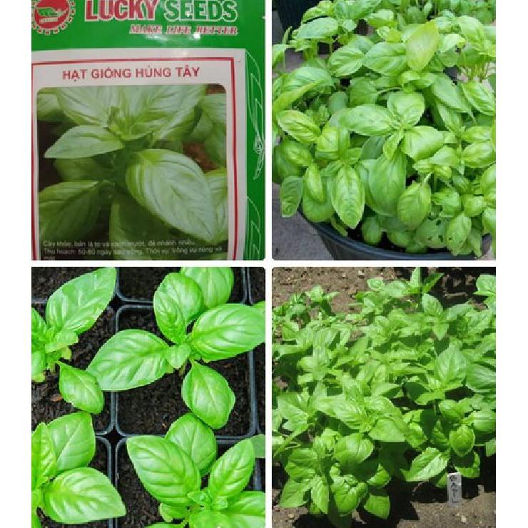 Hạt giống húng tây Húng tây – 1Gram/gói