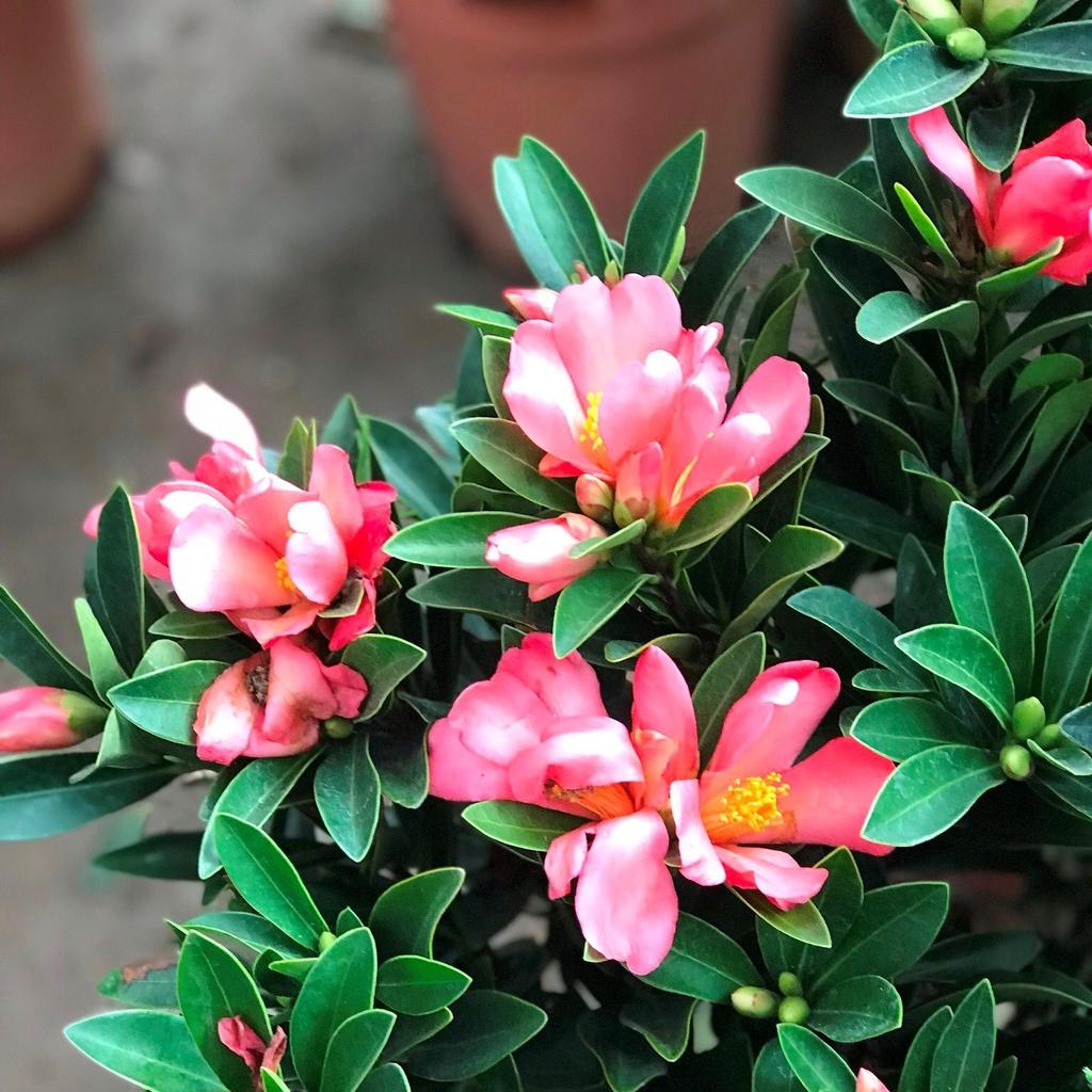 HOA TRÀ TỨ QUÝ TRUNG QUỐC DÁNG 1 THÂN -CHẬU ĐANG HOA, có 2 màu đỏ và hồng