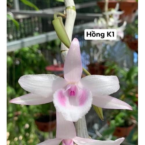 Lan phi điệp đột biến HỒNG K1