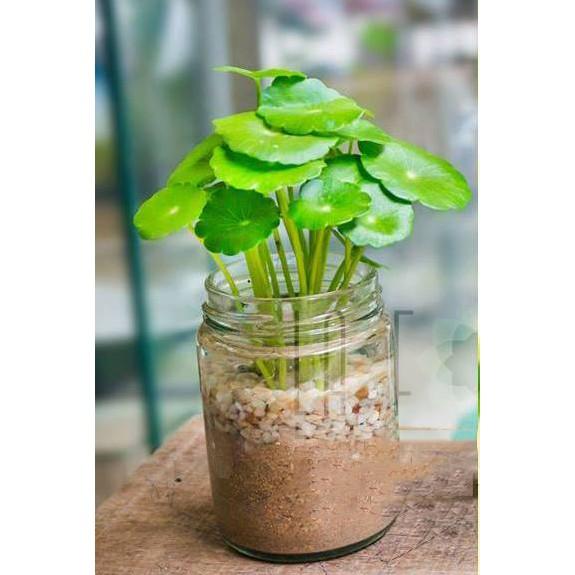 Cỏ Đồng Tiền - Cây cảnh để bàn