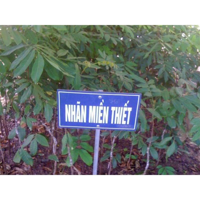 Cây giống nhãn tiêu siêu sai