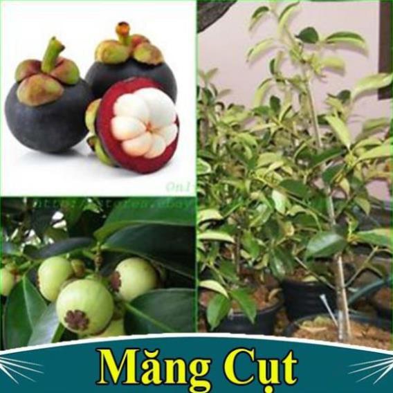 CÂY GIỐNG MĂNG CỤT NHIỆT ĐỚI SIÊU CHỊU NHIỆT SIÊU QUẢ DÒNG QUẢ SỚM- CAM KÊT GIỐNG CHUẨN F1