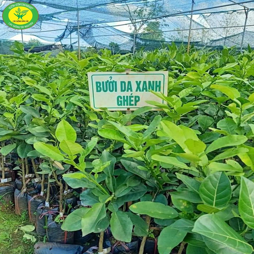 Cây giống bưởi da xanh ghép