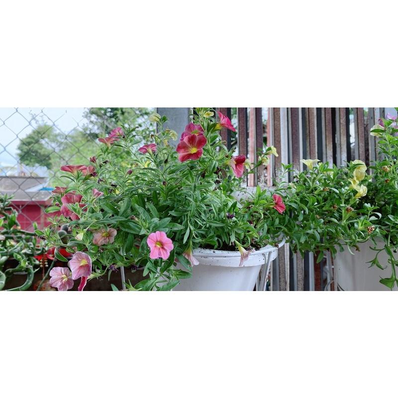 Chậu Cây Triệu Chuông