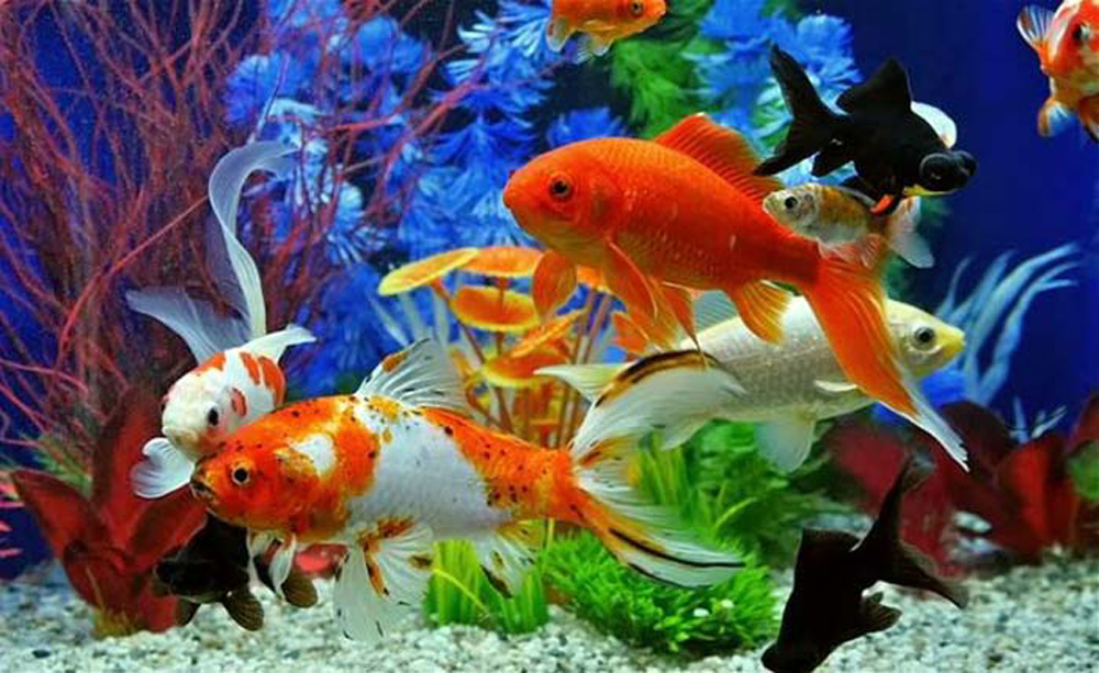 Thuốc tím TN6 Sát Trùng, Diệt khuẩn nấm mốc gây bệnh cho cá, diệt tảo trong nước dạng bột túi 50ML