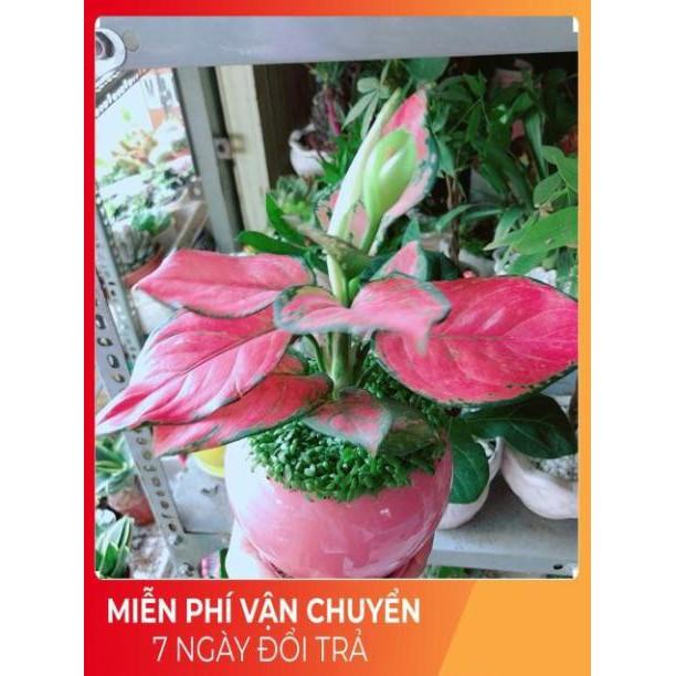 Chậu Vạn Lộc Hồng