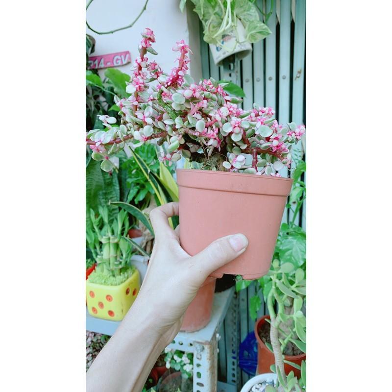 Cành Vàng Lá Ngọc Cổ Thụ