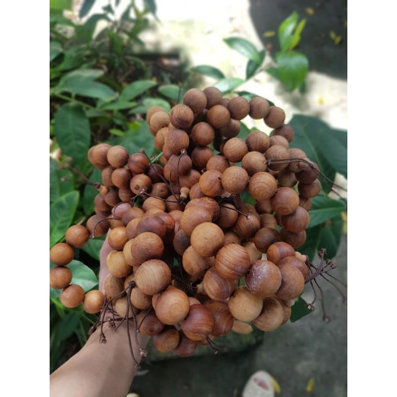 Vòng tay nam hạt tròn 20 ly GỖ Ngọc Am