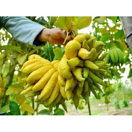 CÂY GIỐNG PHẬT THỦ