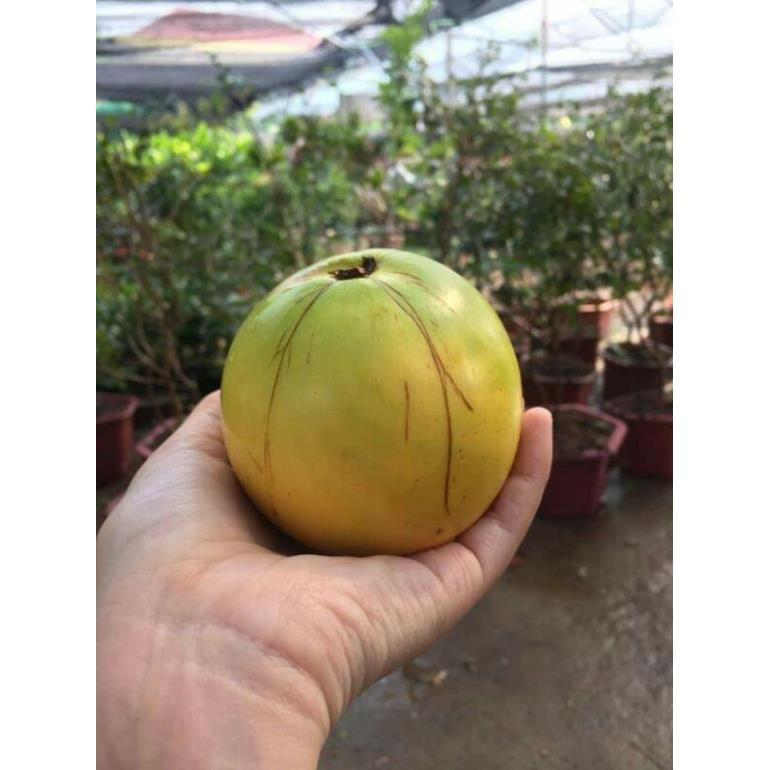 Giống vú sữa hoàng kim
