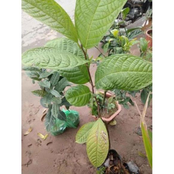 Sản phẩm CÂY GIỐNG TRÀ HOA VÀNG