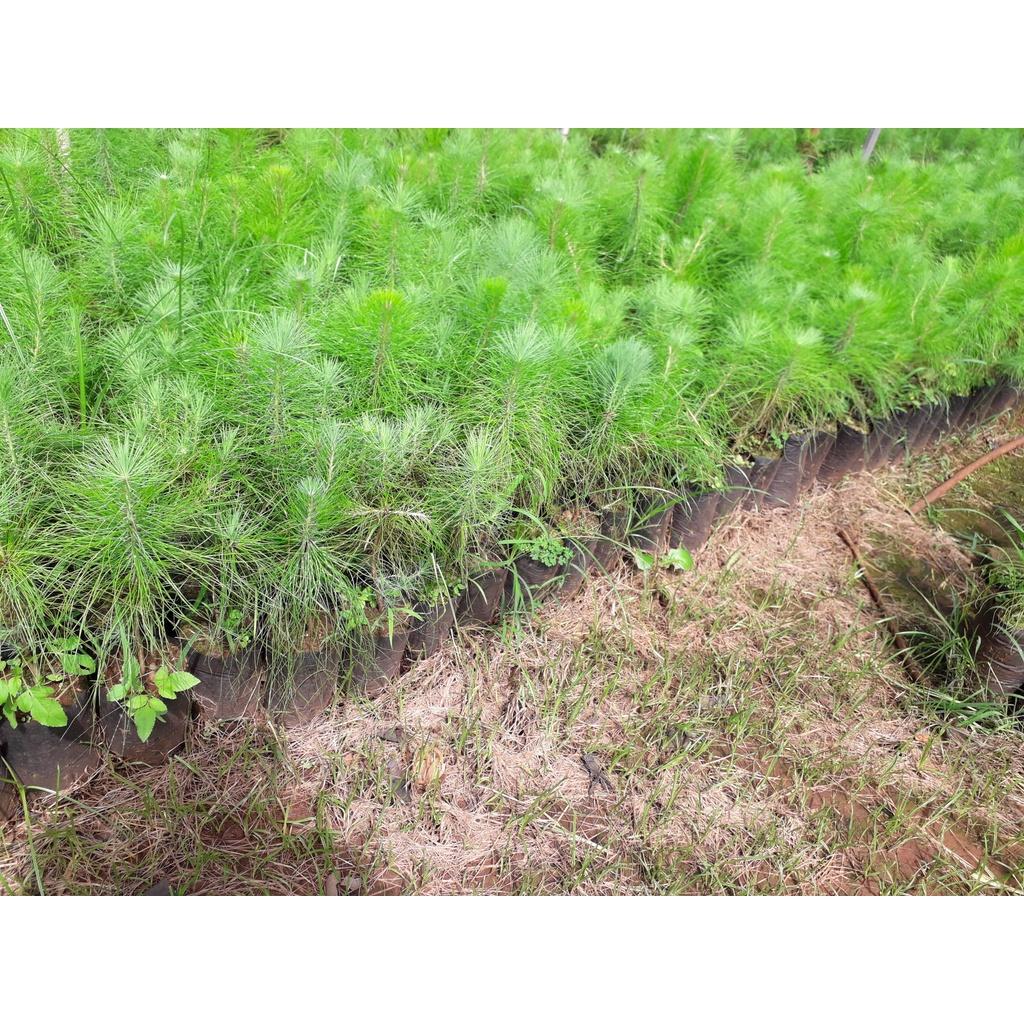 CÂY GIỐNG THÔNG NOEL  frEEship Extra + hoàn xu Extra + ]