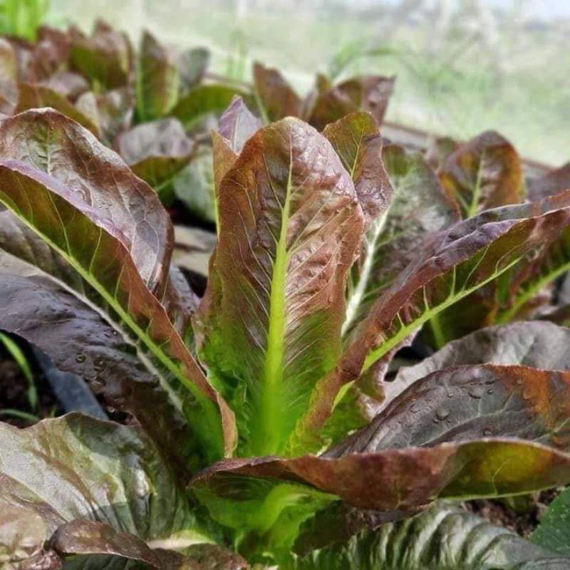 Hạt giống xà lách Romaine đỏ tím Trang Nông