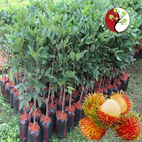 CÂY HẠT DẺ ĐEN TRÙNG KHÁNH