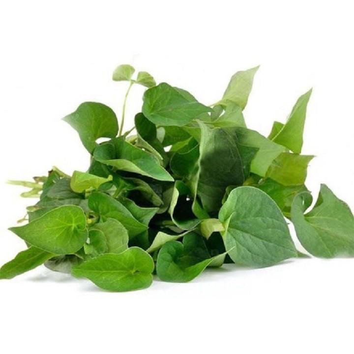 CÂY RAU DIẾP CÁ, CÂY RAU DIẾP CÁ - BẦU CÂY GIỐNG NHIỀU THÂN
