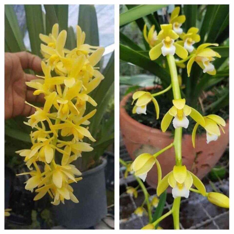Combo 2 cốc hoa phong lan Kiếm