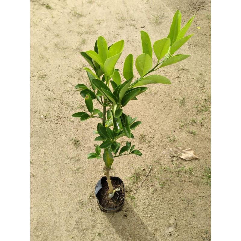 Cây giống Cam ĐƯỜNG Canh Siêu trái .