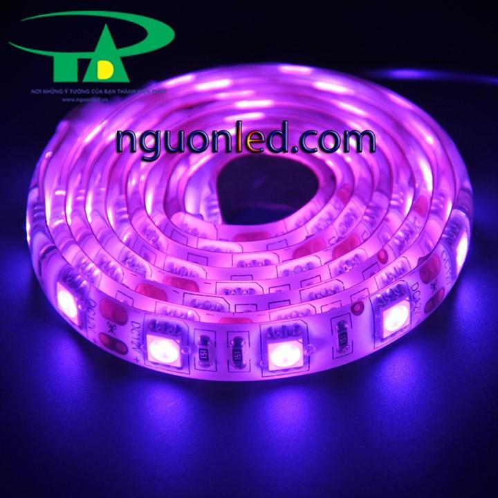 Đèn led dây dán 5m 5050 xanh lá - 5050 xanh lá