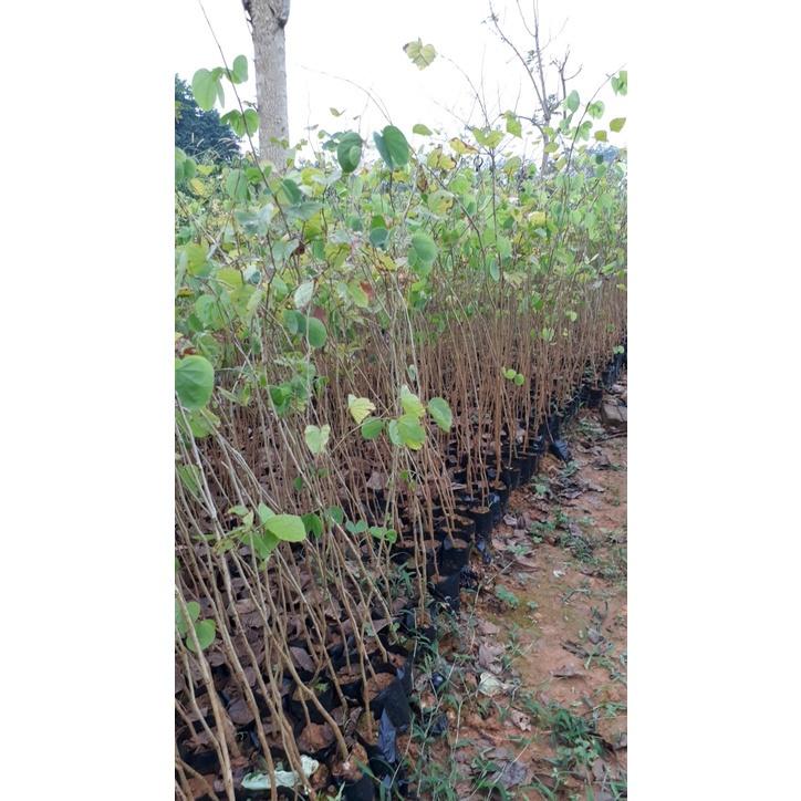 HOA BAN TRẮNG TÂY BẮC- CÂY GIỐNG CỠ LỚN