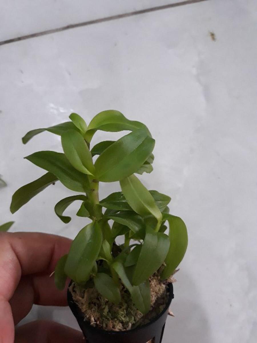 Phong lan 5ct họng tím siêu đẹp