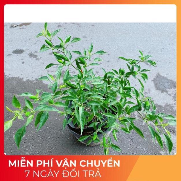 Bụi Ớt Hiểm Trái Lớn