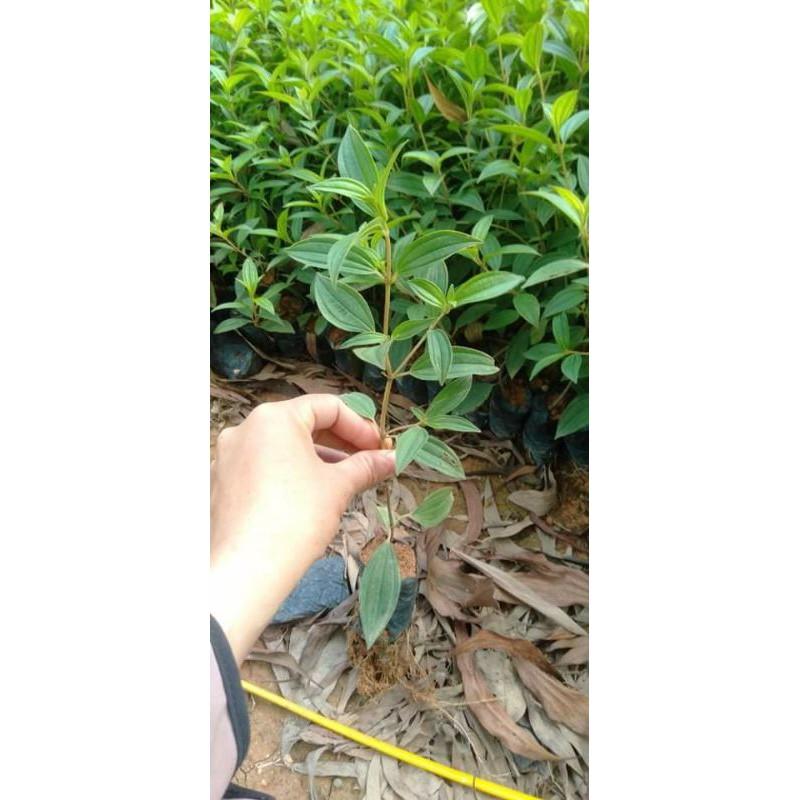 Com bo 10 Cây giống sim tím