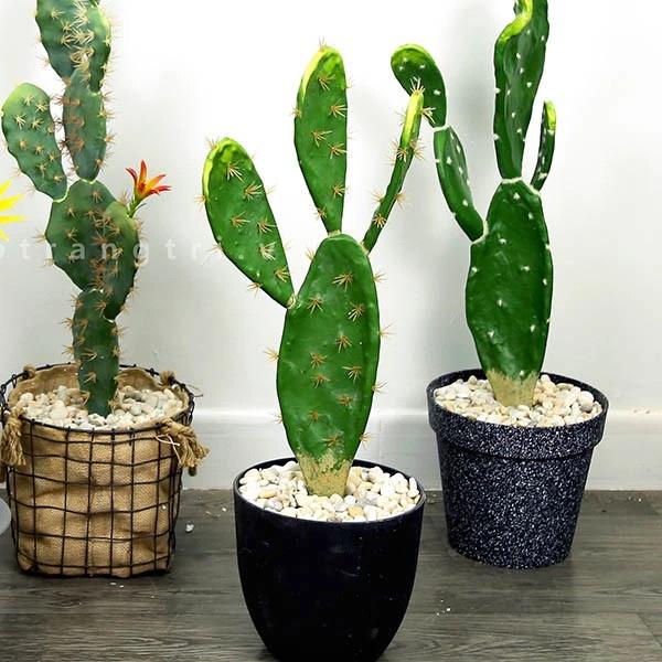 CÀNH XƯƠNG RỒNG BẸ